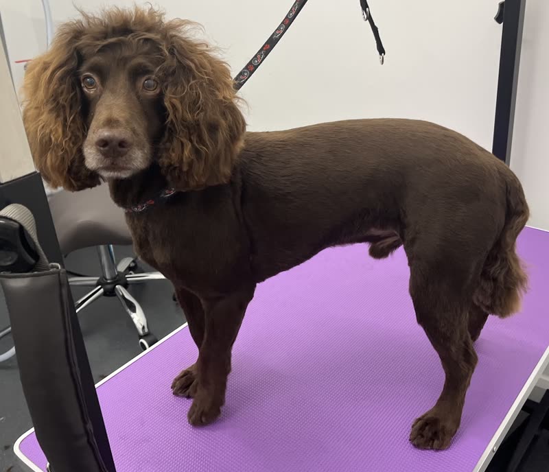 A freshly groomed chocolate cocker spaniel standing on the purple grooming table in the salon