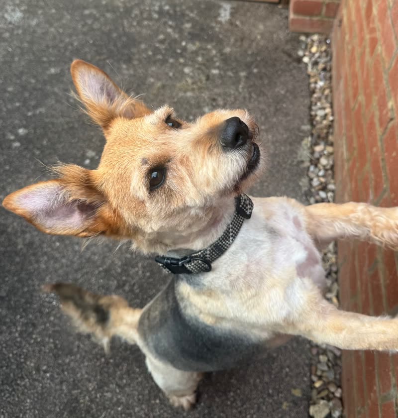 A tan terrier with a short summer clip, outside on the road beside a brick wall