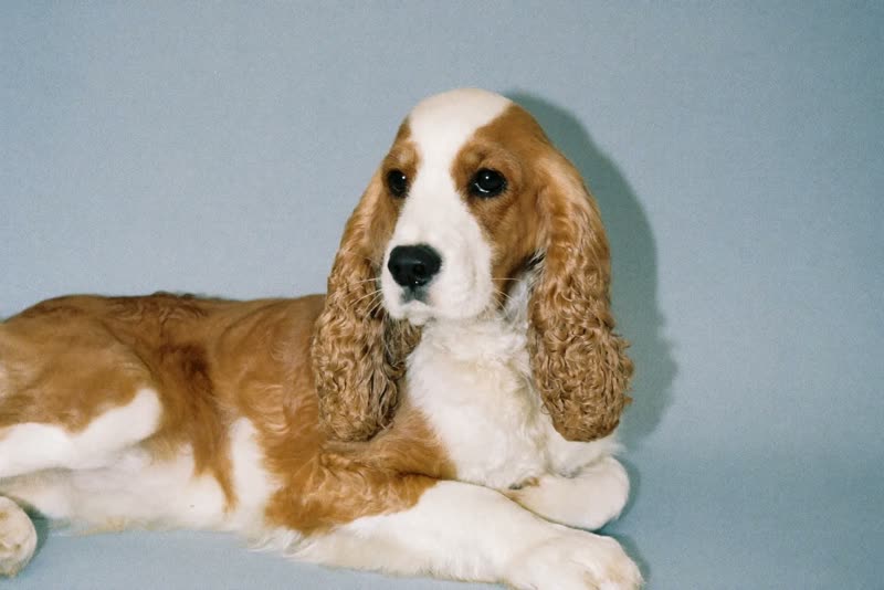 A spaniel resting with a freshly washed, wavy coat