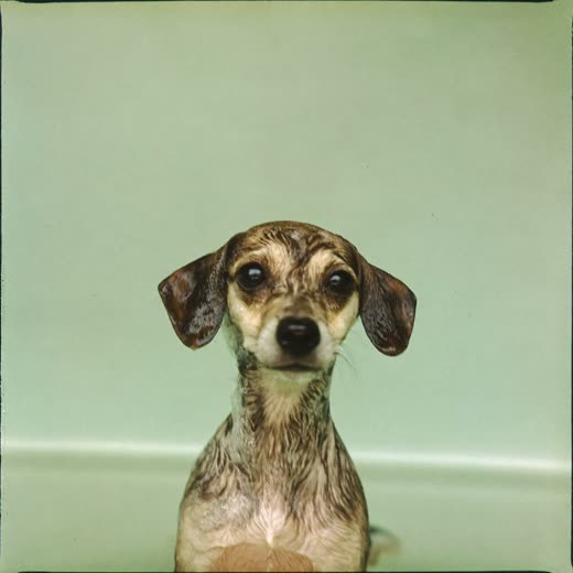 A dog mid-bath, covered in soft suds