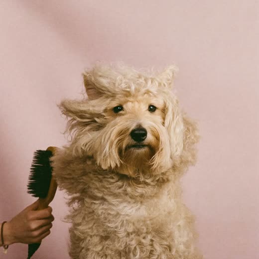 A dog's coat being brushed out and dried