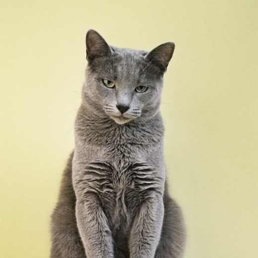A calmly sitting cat with a smooth groomed coat