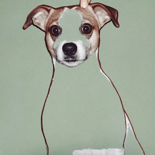 A terrier's head after a clip and tidy